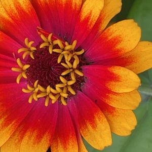 Meet your Posher, Savannah